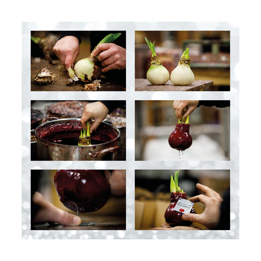 No Water Flowers® - Sugar pastel mix, In einer Geschenktüte