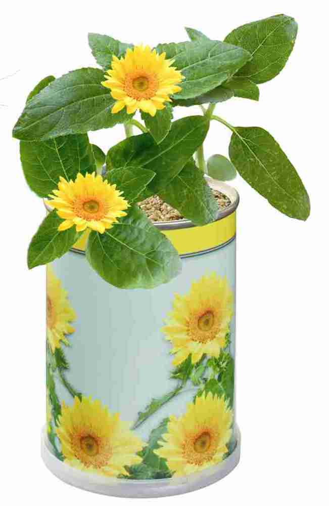 Blumendose Sonne Ø  65x90 mm, Zwergsonnenblume